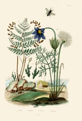 Samambaia, 1833-39